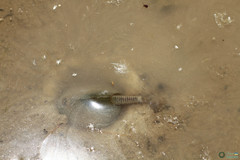 Triops cancriformis