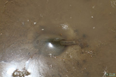 Triops cancriformis