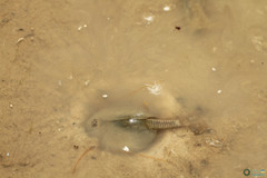 Triops cancriformis