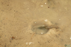 Triops cancriformis