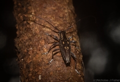 Trigonoptera gracilis