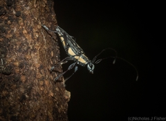 Trigonoptera gracilis