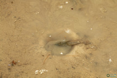 Triops cancriformis