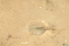 Triops cancriformis