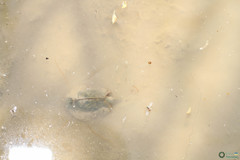Triops cancriformis