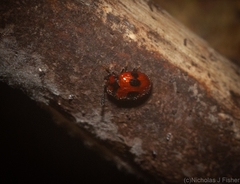 Stenotarsus bimaculipennis