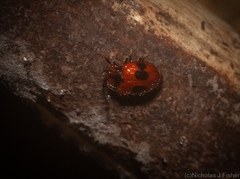 Stenotarsus bimaculipennis