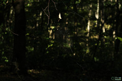 Araneae