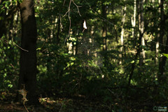 Araneae
