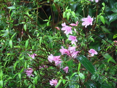 Rhododendron kanehirae