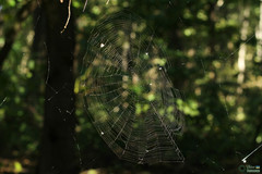 Araneae