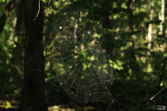 Araneae