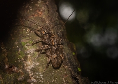 Prosoplus bakewellii