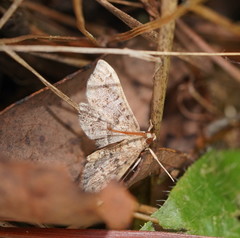 Nacoleia rhoeoalis