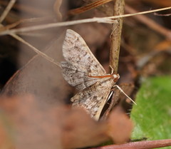 Nacoleia rhoeoalis