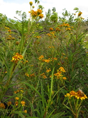 Verbesina virgata