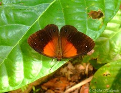 Mycalesis mucia