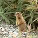 Arctic Ground Squirrel - Photo (c) Alan Vernon, some rights reserved (CC BY)