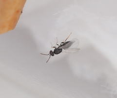Aprostocetus eriophyes