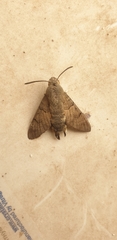 Macroglossum stellatarum