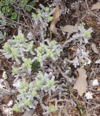 Teucrium gnaphalodes