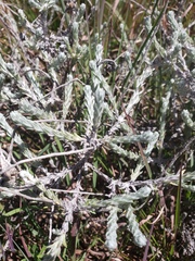 Anaphalis brevifolia