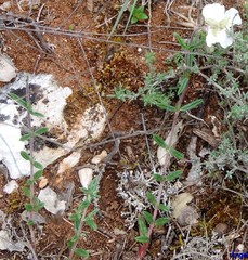 Helianthemum asperum