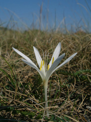 Colchicum arenarium