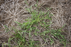 Urochloa panicoides