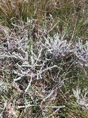 Anaphalis brevifolia