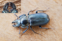 Platycerus caprea
