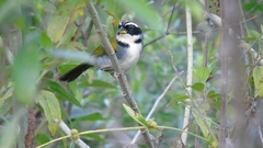 Arremon semitorquatus