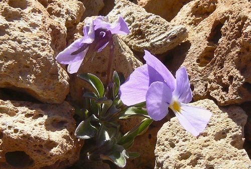 Viola cheiranthifolia image