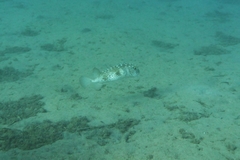 Cyclichthys spilostylus