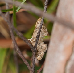 Nacoleia rhoeoalis