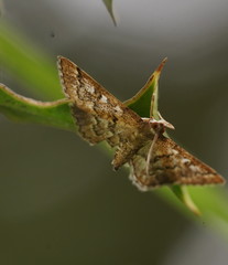 Nacoleia rhoeoalis