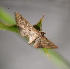 Nacoleia rhoeoalis