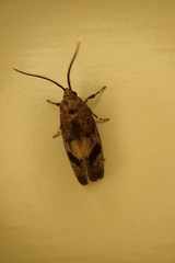 Pycnocera hypoxantha