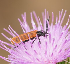 Pseudolycus rufipennis