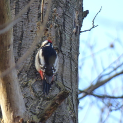 Dendrocopos major