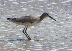 Tringa semipalmata semipalmata