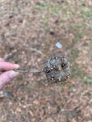 Callirhytis quercuscornigera