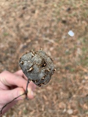 Callirhytis quercuscornigera