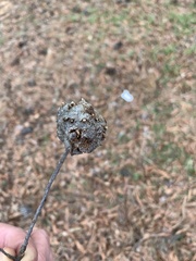 Callirhytis quercuscornigera