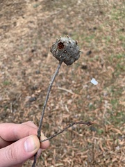 Callirhytis quercuscornigera