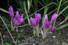 Colchicum speciosum