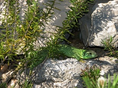 Lacerta trilineata major