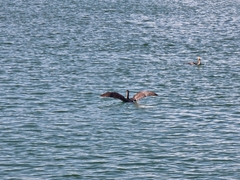 Phalacrocorax nigrogularis