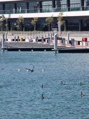 Phalacrocorax nigrogularis
