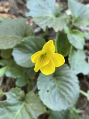 Viola magellanica